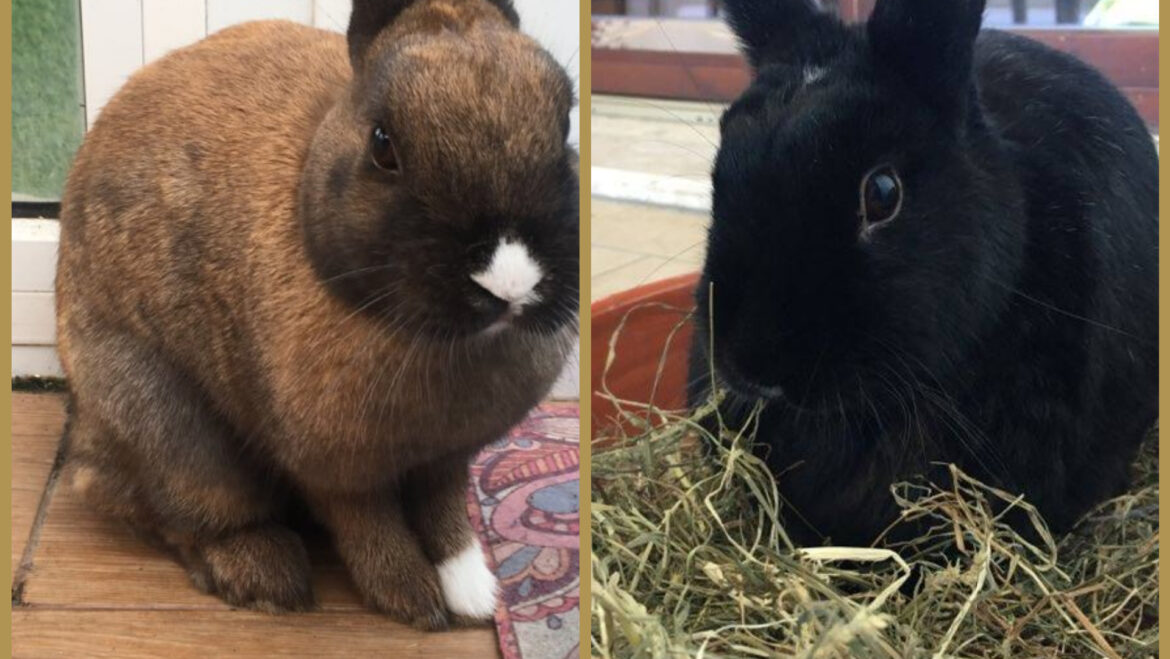 AMBIENTE , NATURA E … ANIMALI